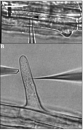 Turgor, V, Flux Probes